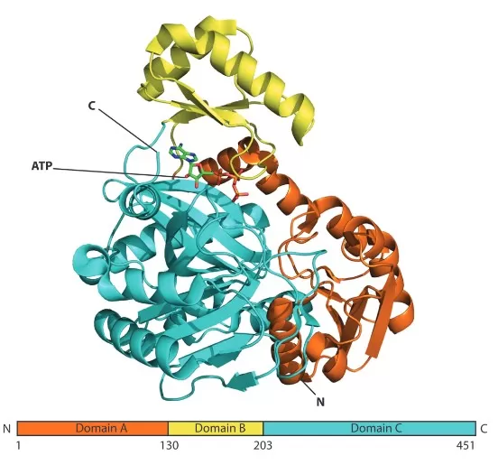protein structure